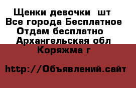 Щенки девочки 4шт - Все города Бесплатное » Отдам бесплатно   . Архангельская обл.,Коряжма г.